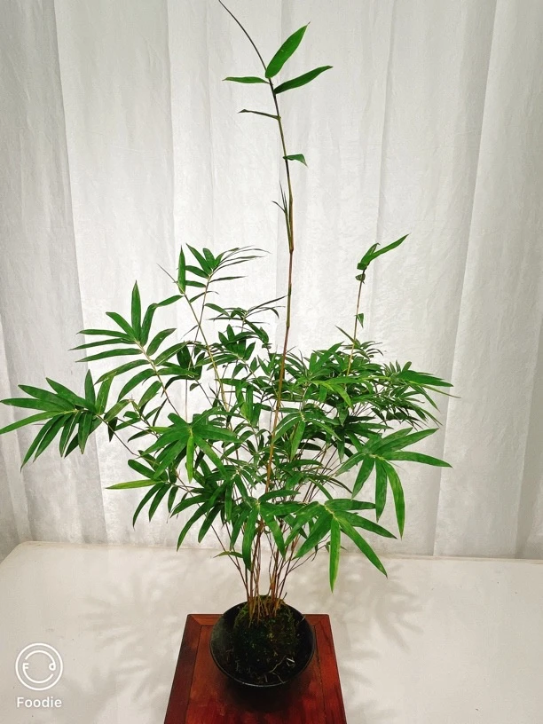 室内盆栽观音竹水培苔藓好养易活桌面绿植花卉植物花卉