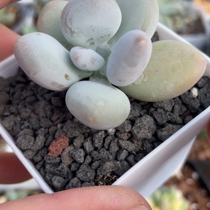 大魔王大奶尖奶酪啊啊