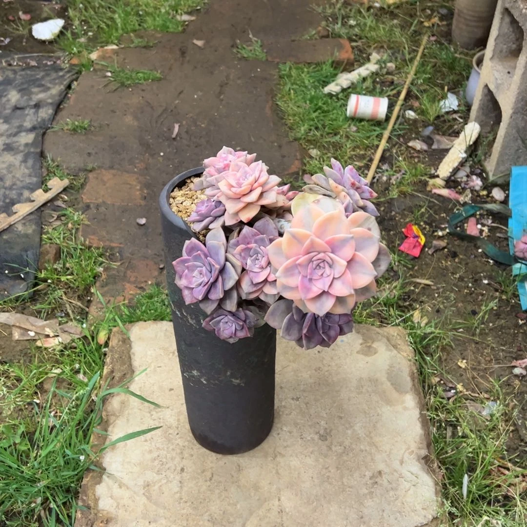 精品紫乐锦飘枝加盆