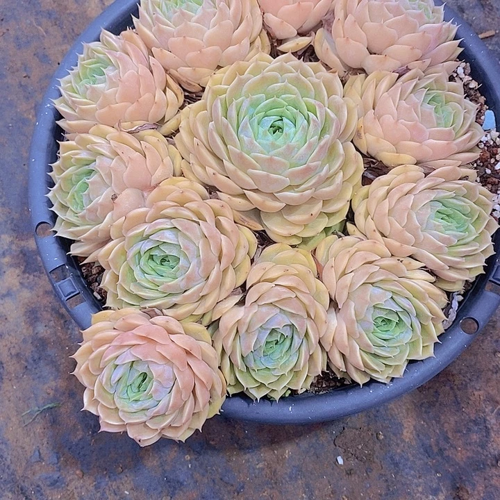 单***丹昂欺洛多肉植物老桩