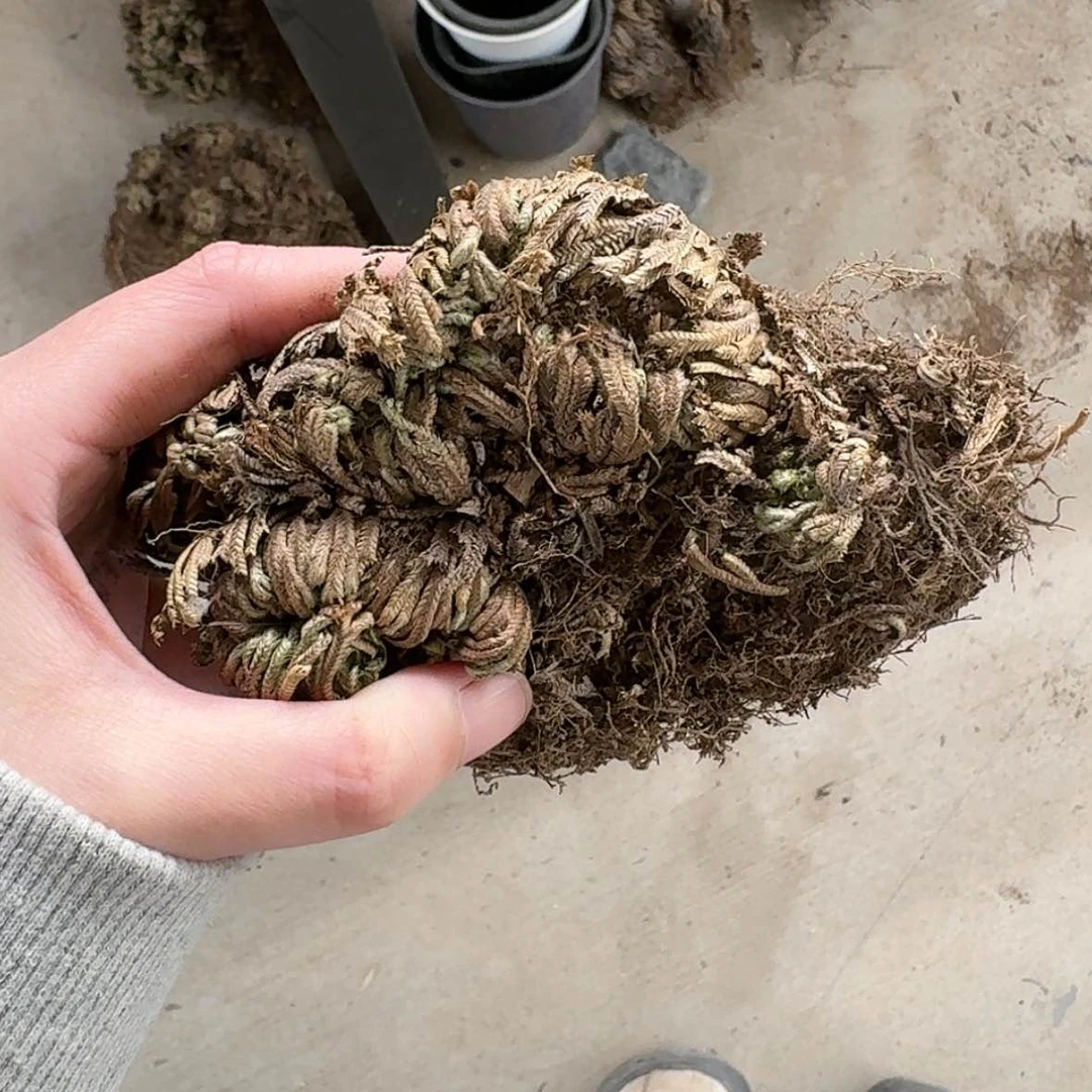 【闪购商品】15哈哈哈哈哈哈哈