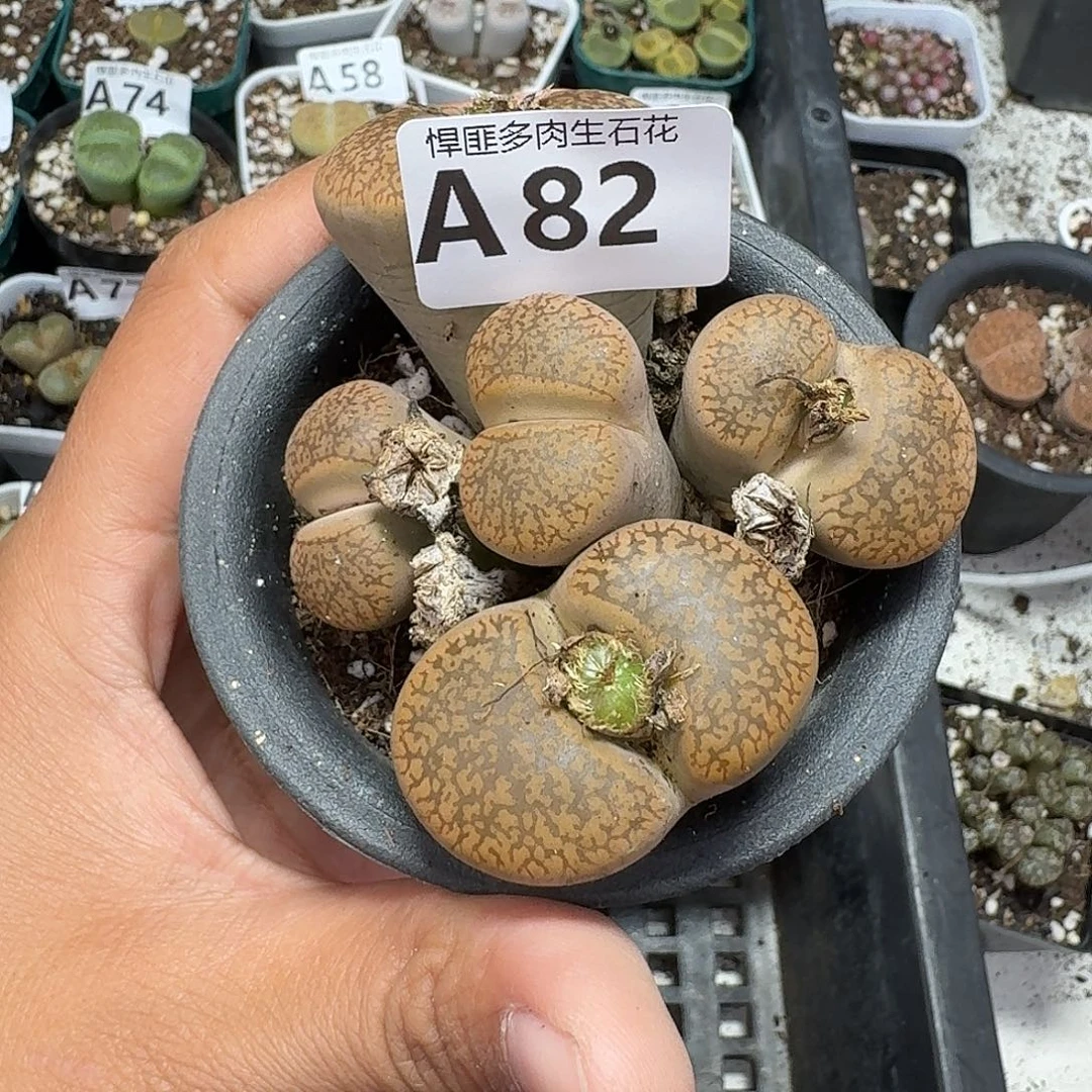 82多肉植物多肉植物