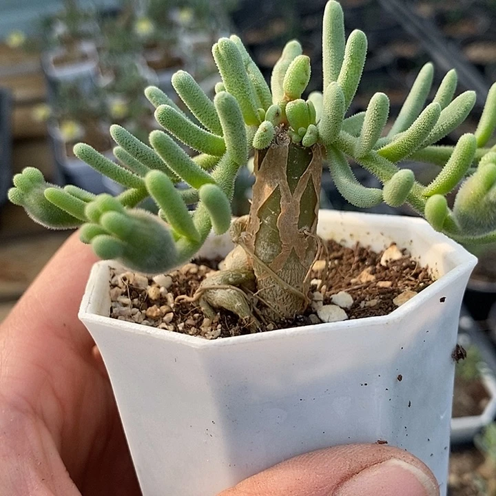 629淡清霜带盆一一一一