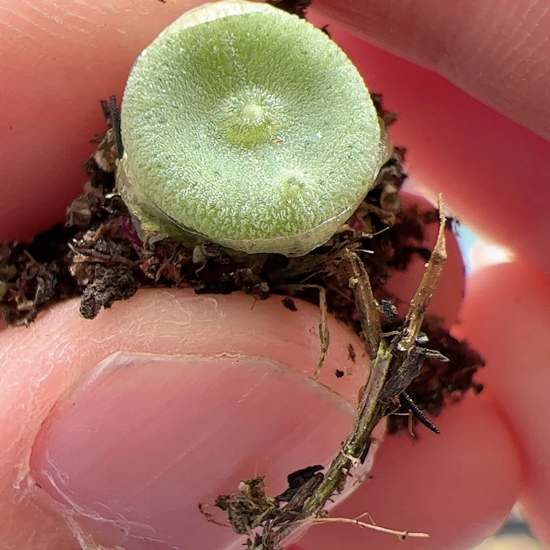 【闪购商品】92 毛饼