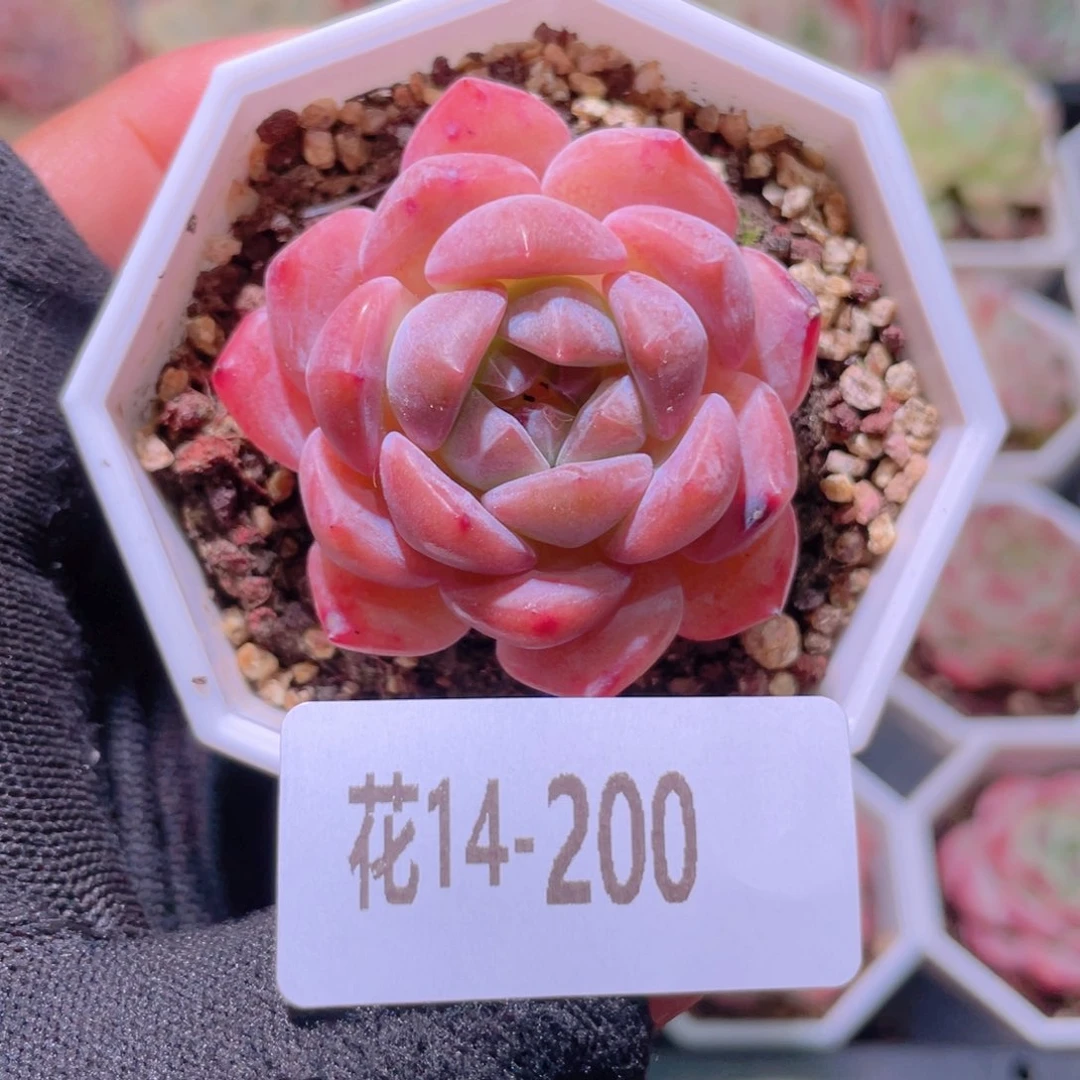 花利美14-200精选糖心