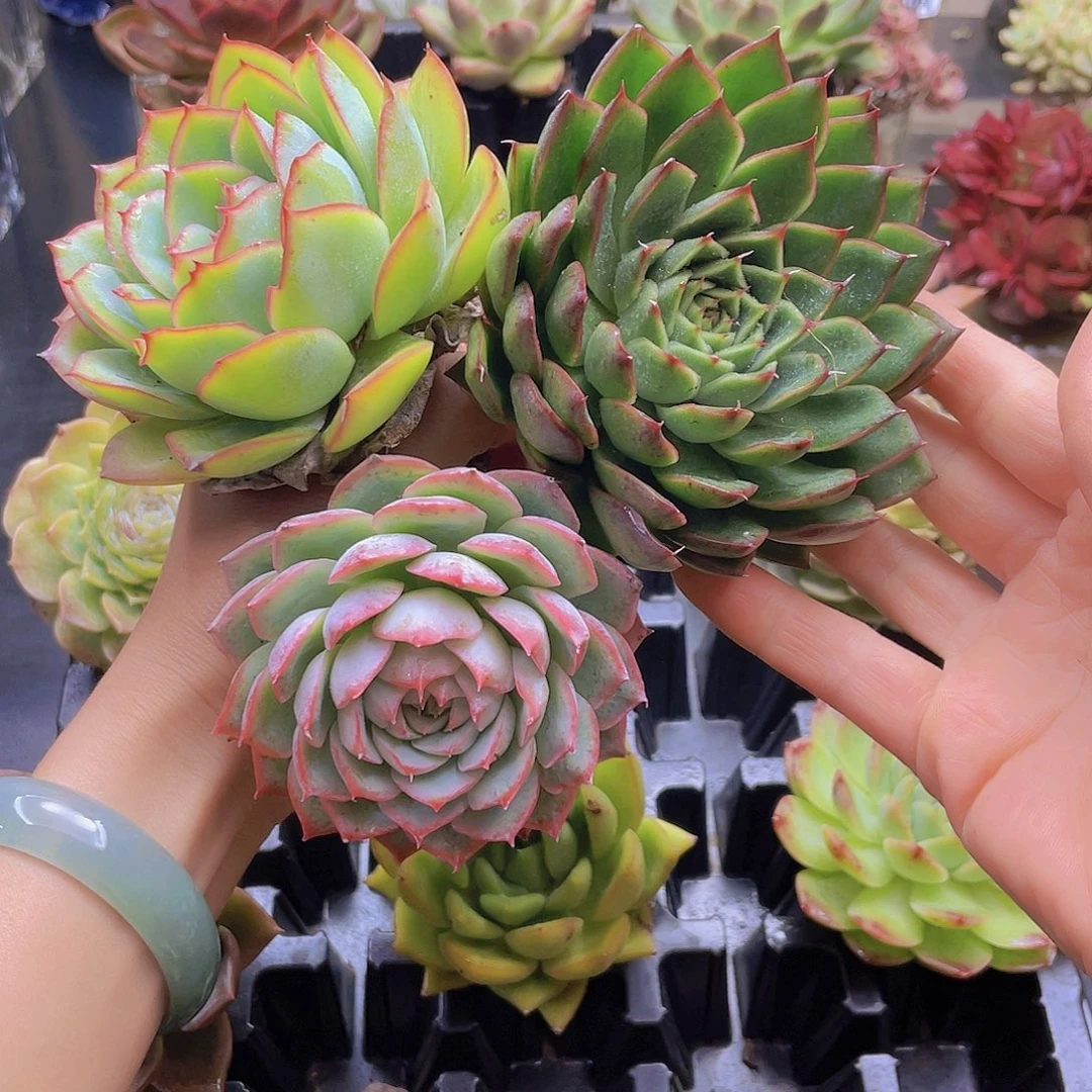 m***o花钱花钱花钱花钱