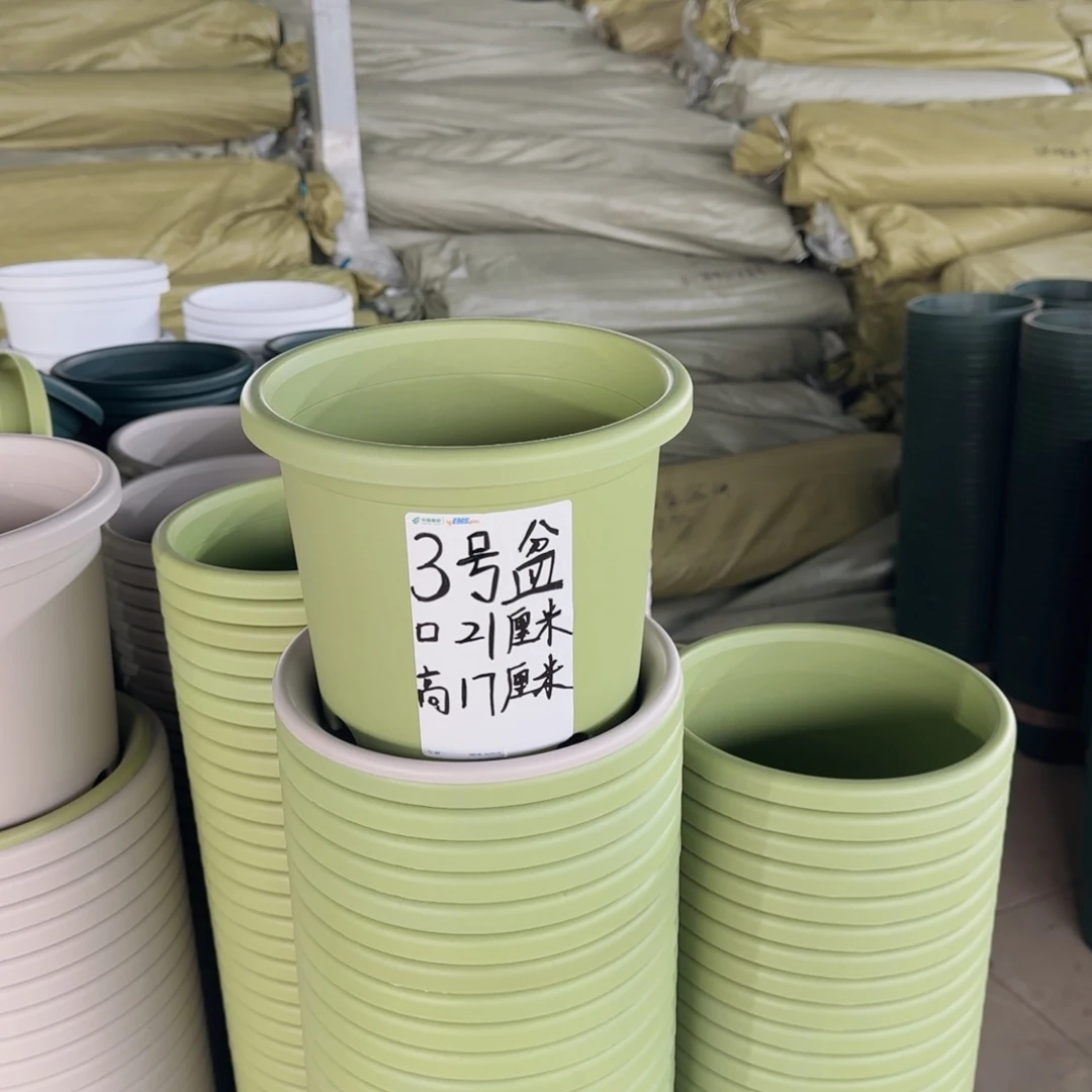 塑料四季3号果绿10个带拖