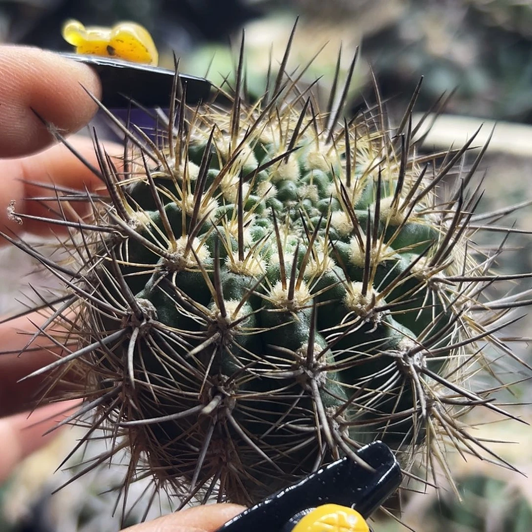 逆龙仙人球66666666