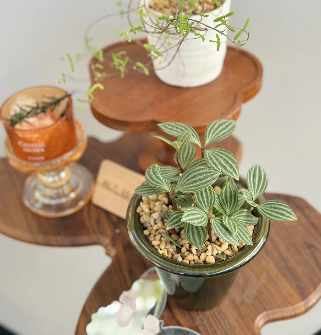 轮叶豆瓣绿白脉椒草室内硬叶小颗桌面植物好养