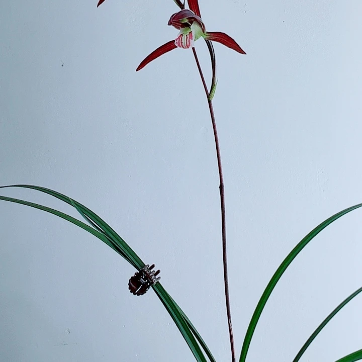 松***园完全开放一物一拍