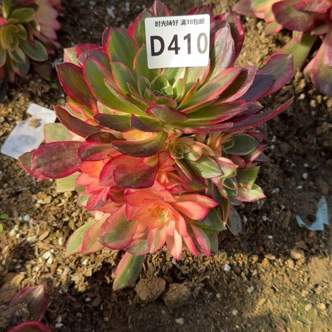 可*410黑魔锦多肉植物