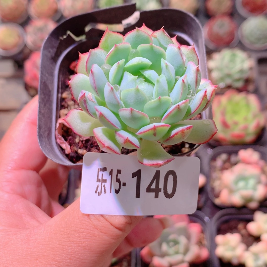 乐然15-140 桃花雨