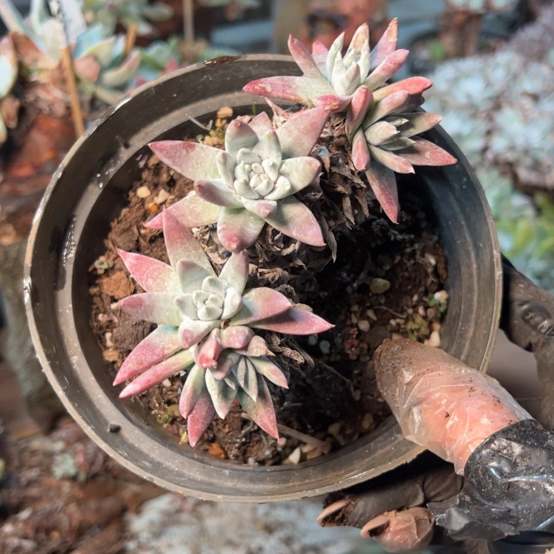 131哈哈哈哈哈哈哈哈