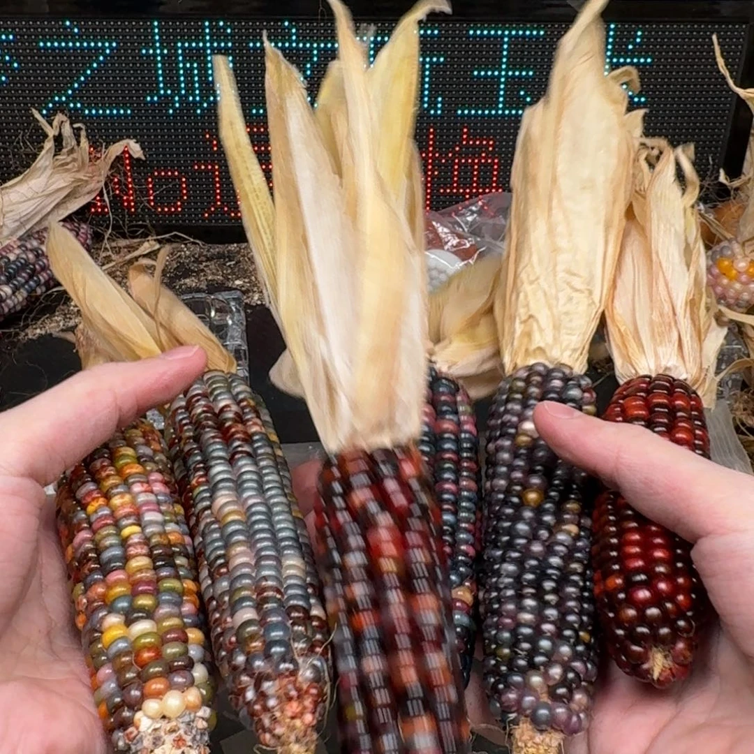 柏香籽/百香籽吊坠6****室