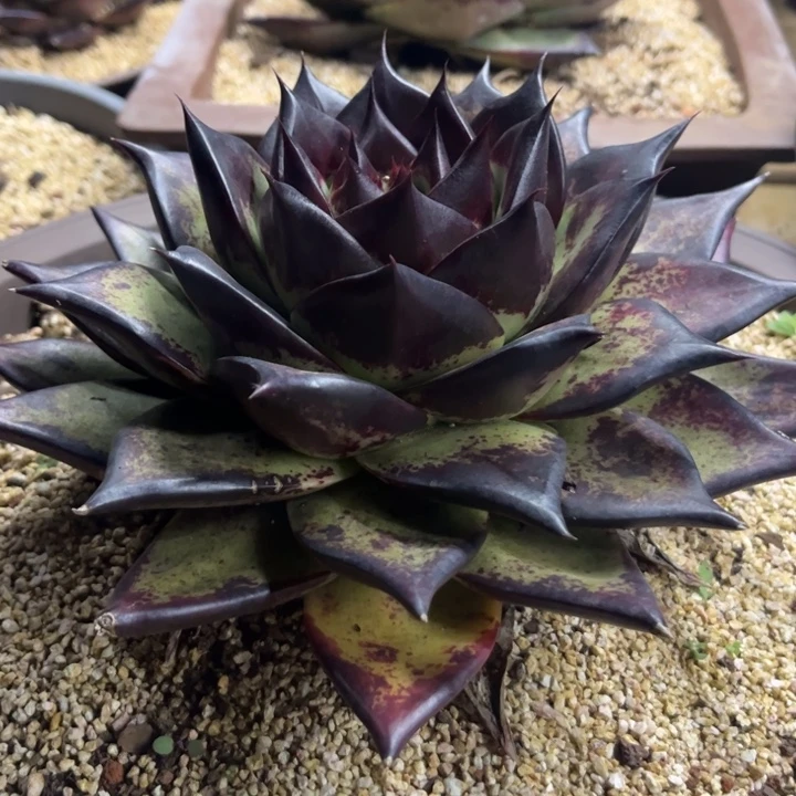 性价比拉满青皮大母本大黑背1