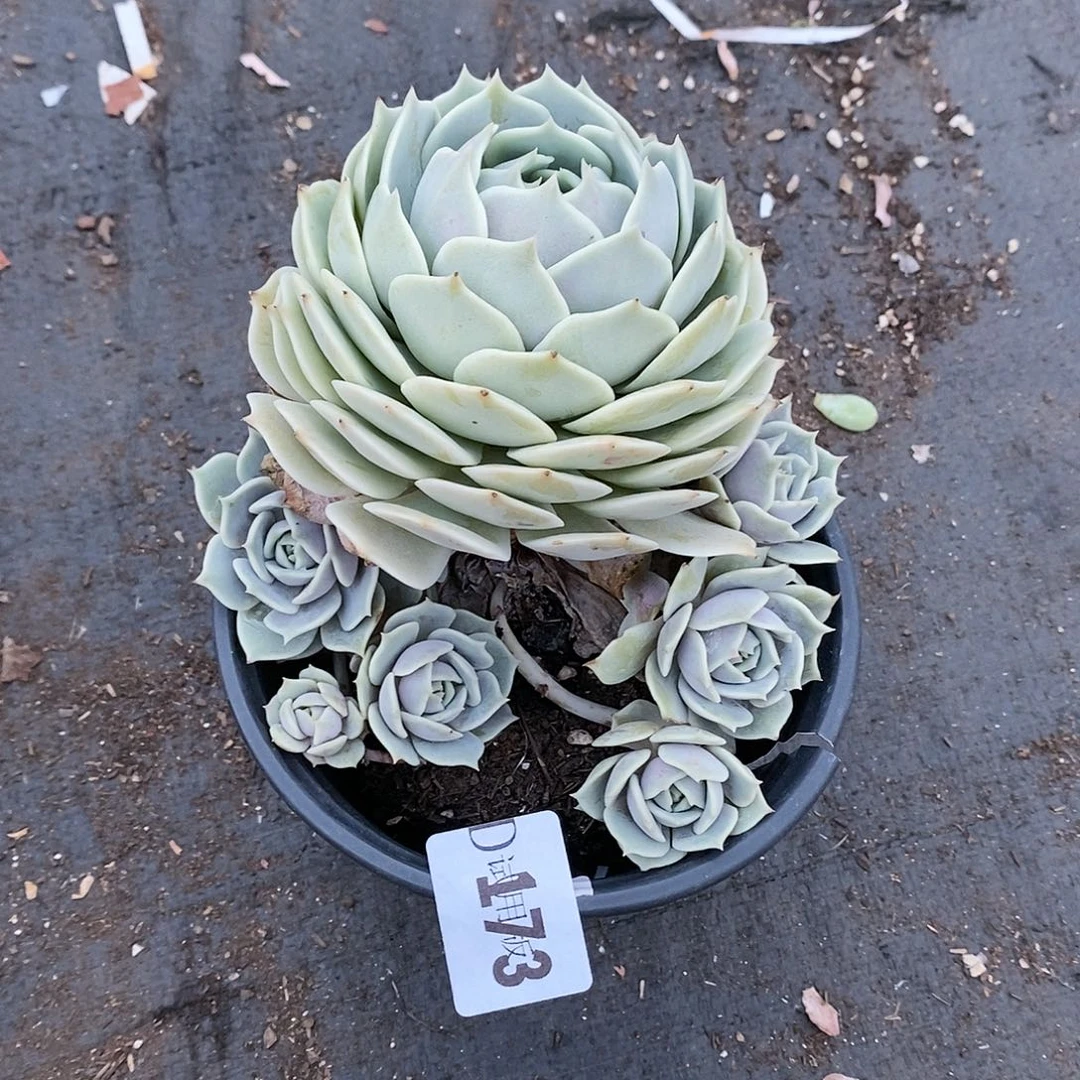 h****0173露娜莲多肉植物