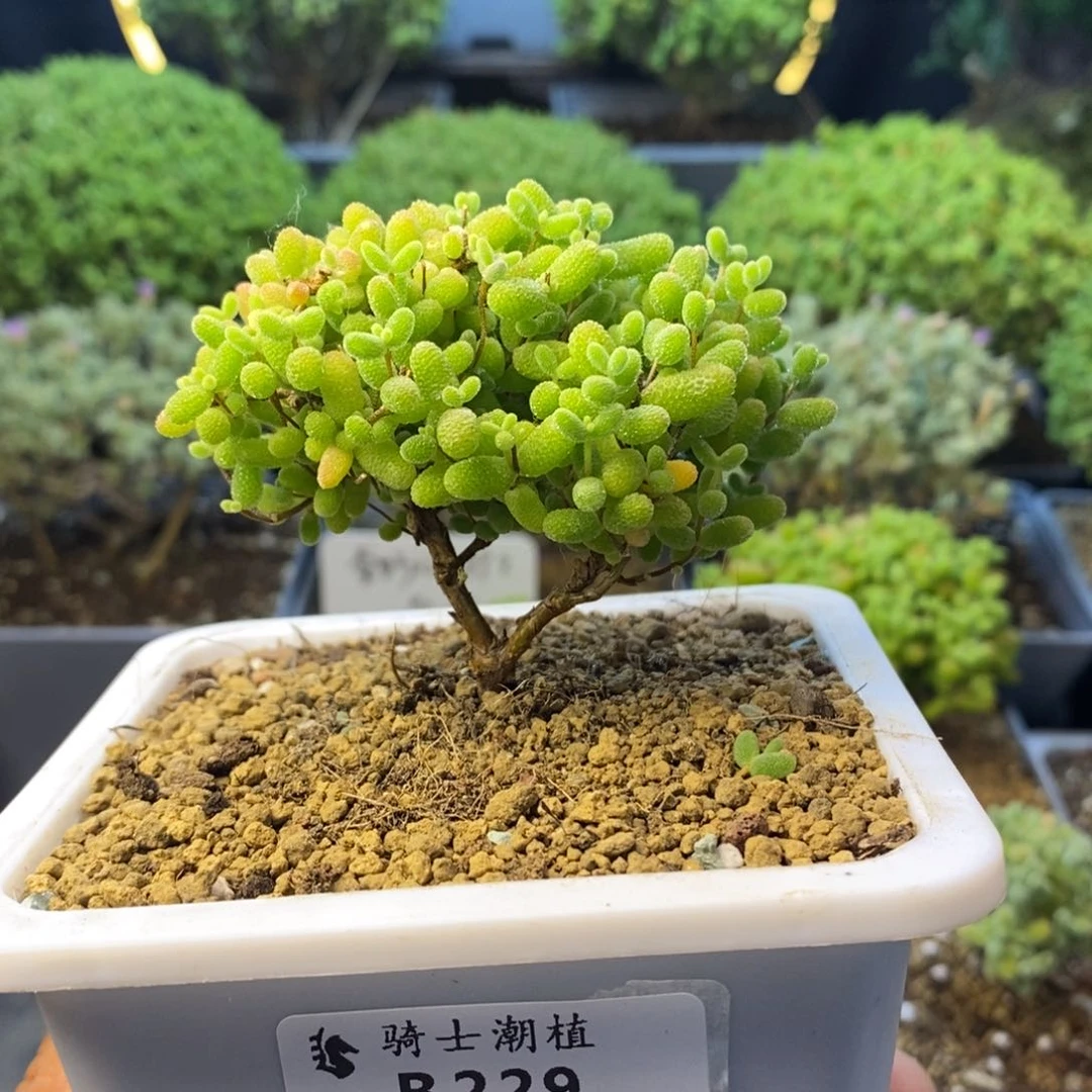 229蜜橘糖球双叉枝干