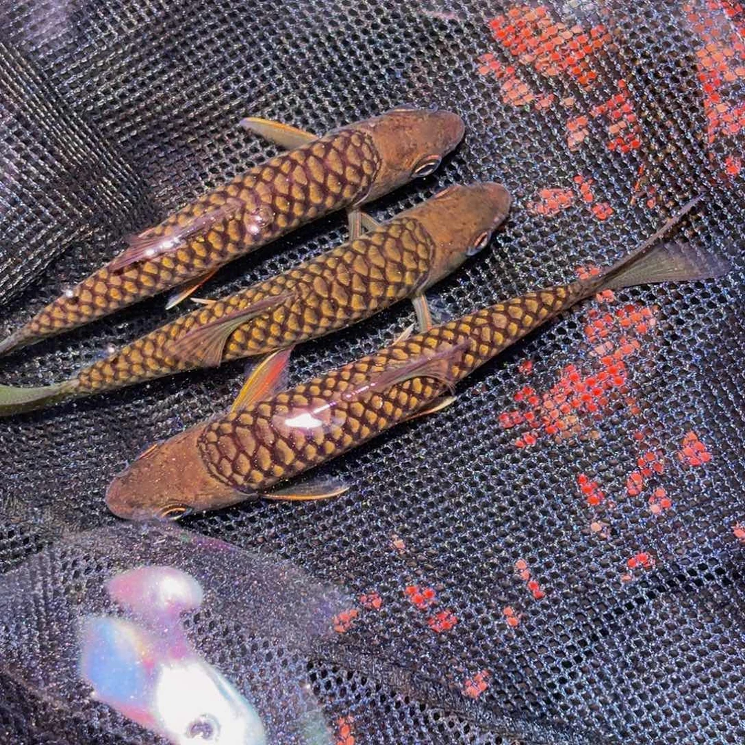 吉罗鱼马来西亚巴拉