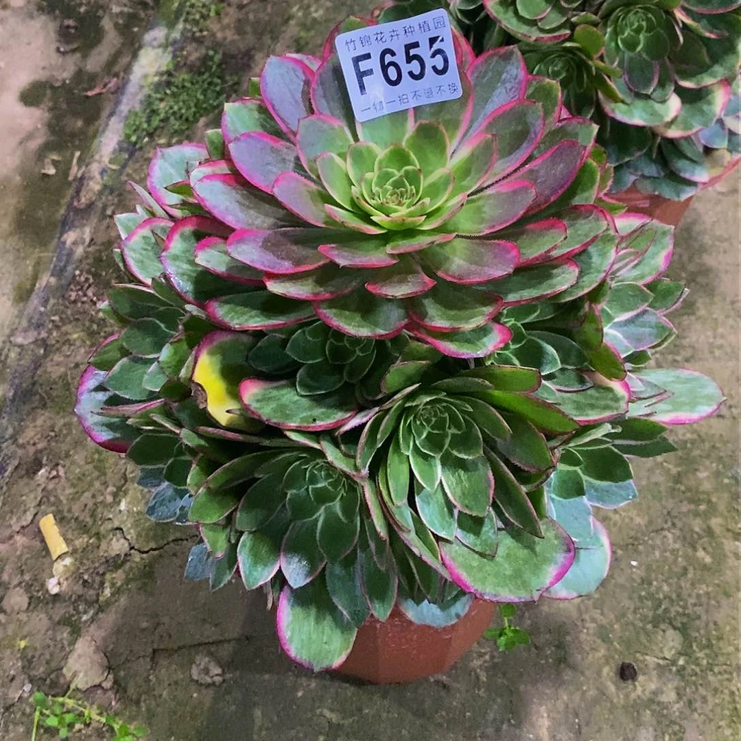 菲655粉花妖锦一棵