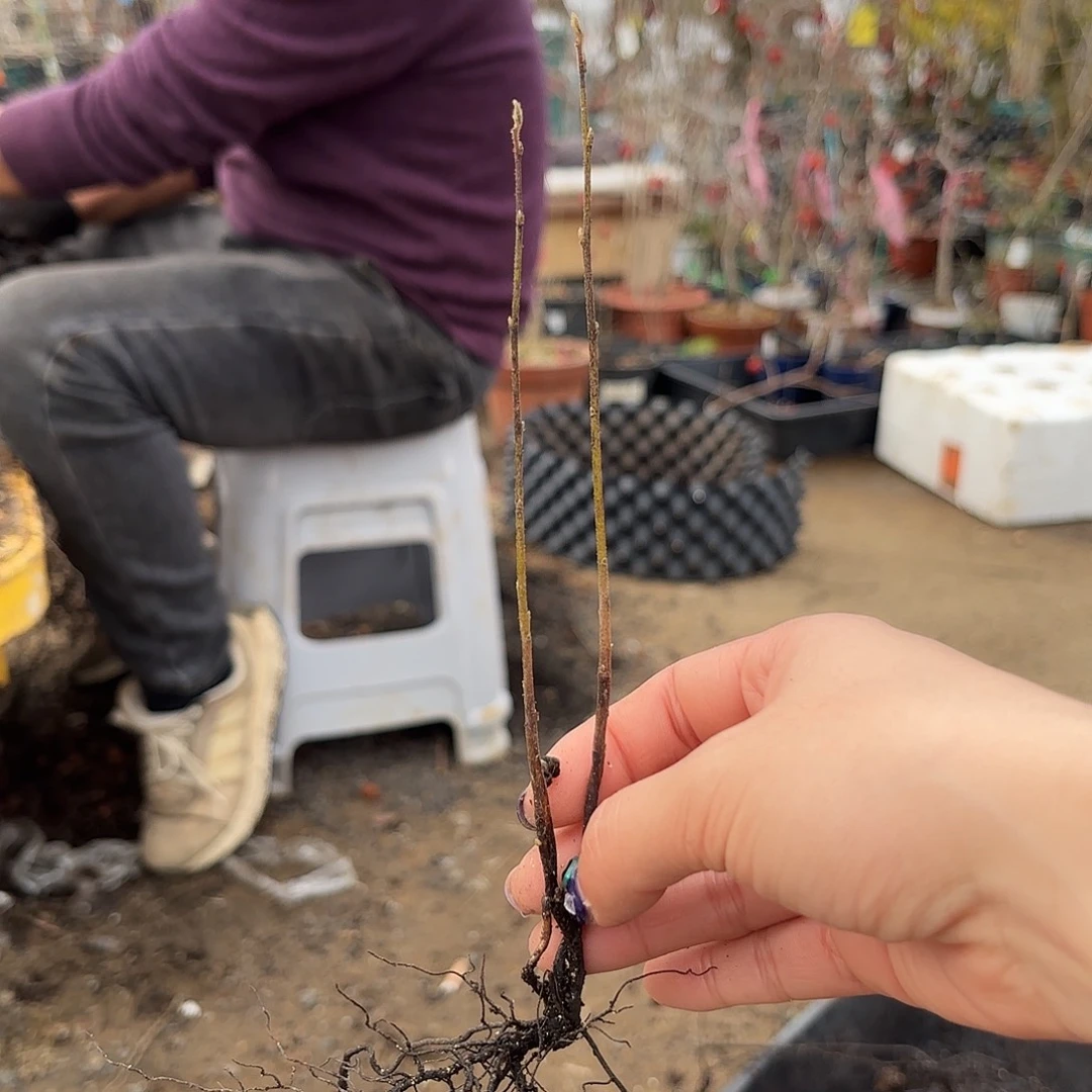 康***康哈哈哈哈哈紫式部