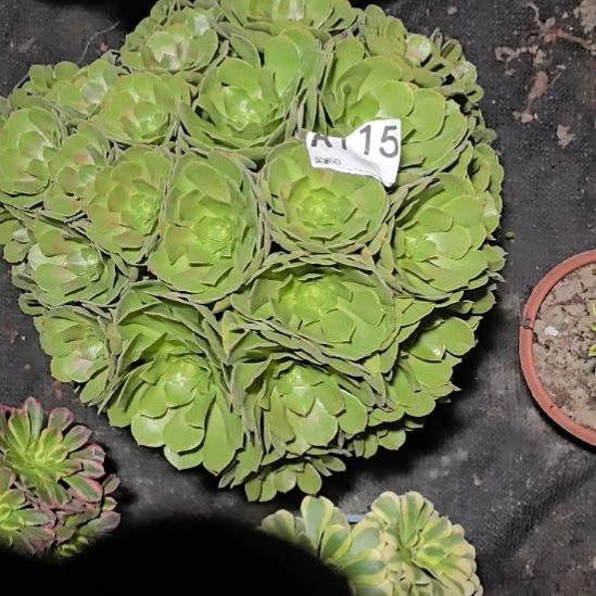 115万圣节法师3-7