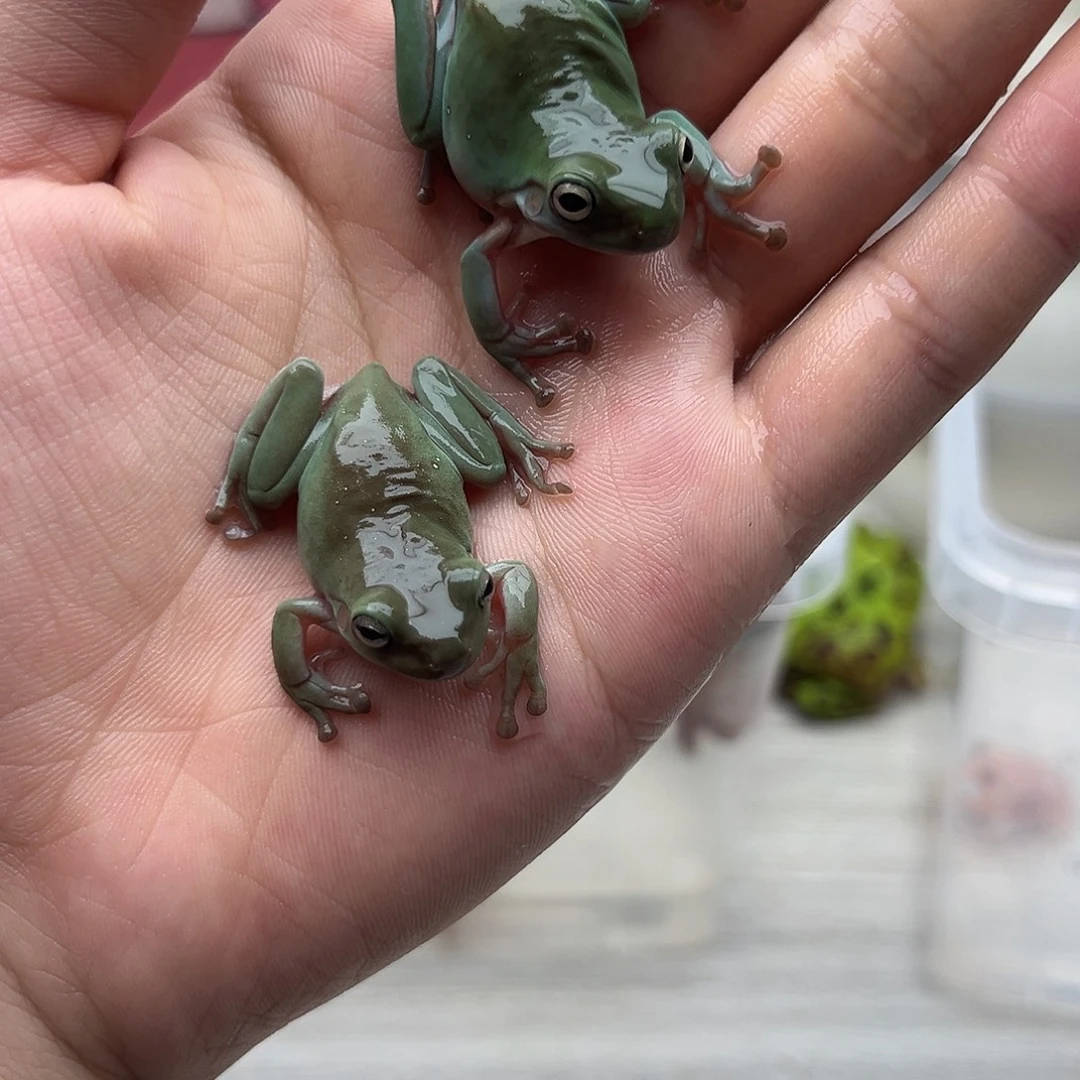 角蛙两只树蛙客户专拍4号