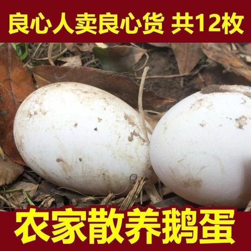 【破损包赔】新鲜鹅蛋白鹅蛋笨土鹅蛋孕妇宝宝农家散养70-90克每枚