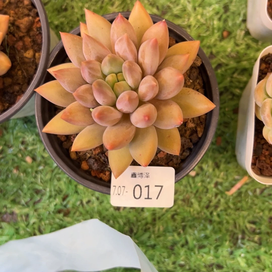 罗*定向7.07-017 单头红蜻蜓