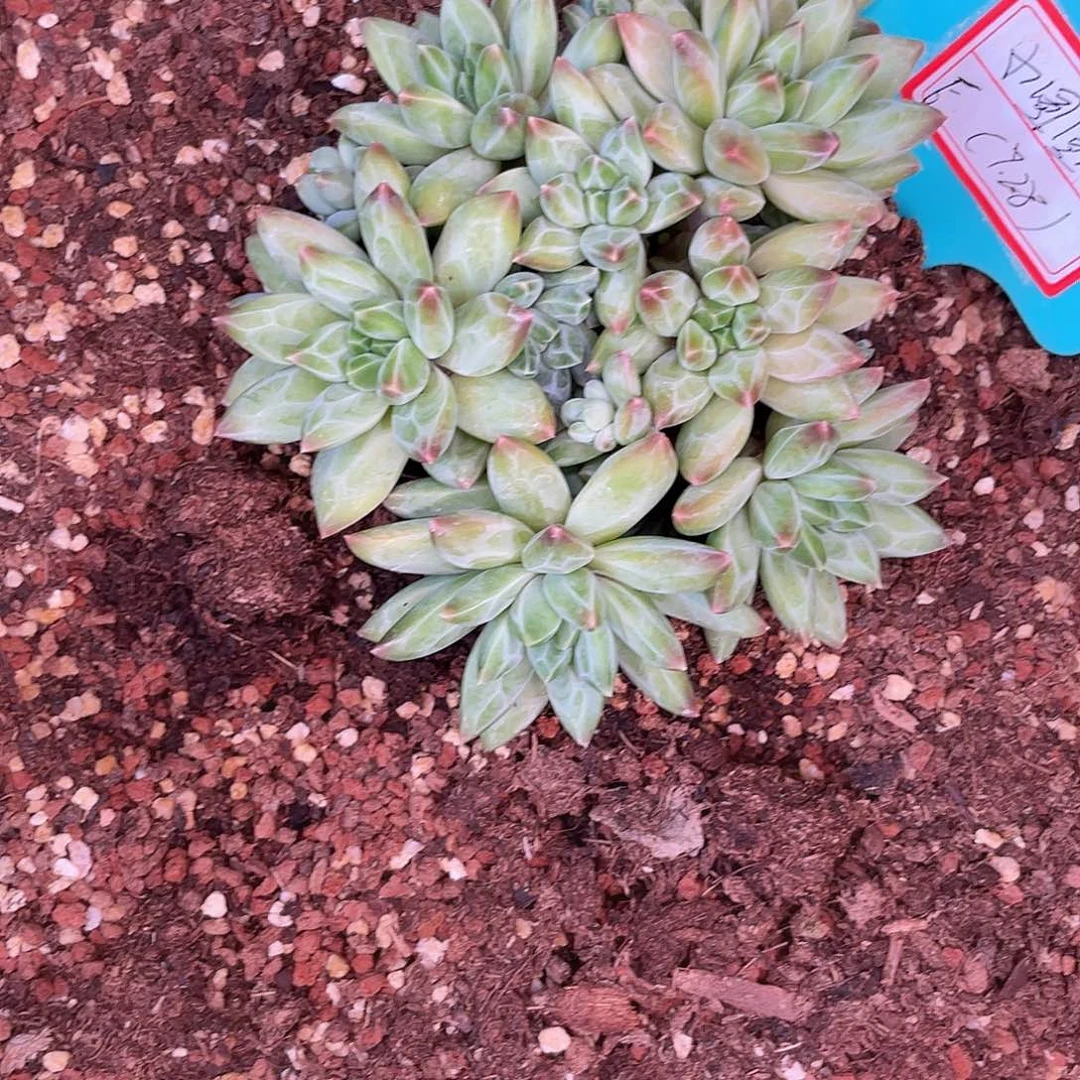 奔***圆fkfdjfxjfgjfjdhjdx