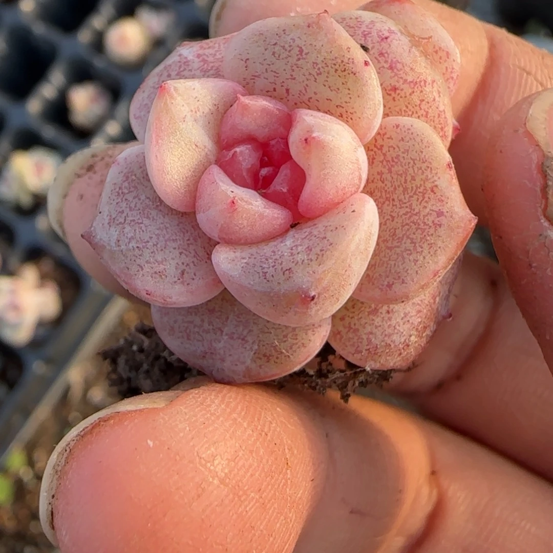 多肉小卡拉米糖心一物一拍