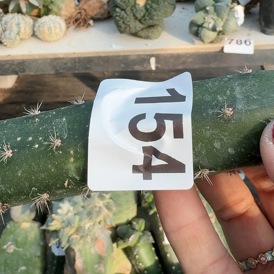 全部花朵苗接大尤154