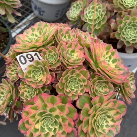 091海王26厘米左右朵朵