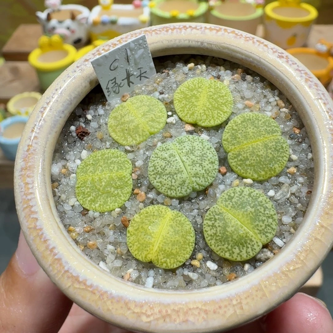 蘑菇1220绿卞天多肉植物