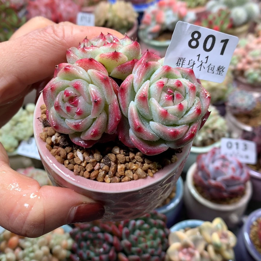 精控拇指盆1.1801