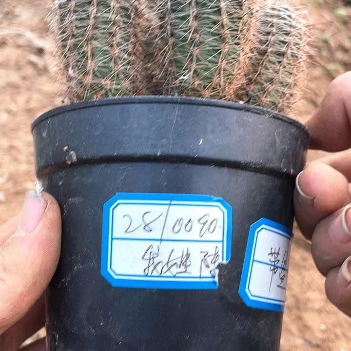我****你实生彩草仙人球2颗