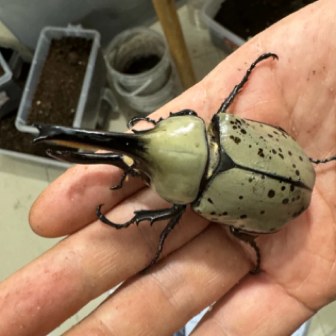 美西白兜 成虫活体（11号）