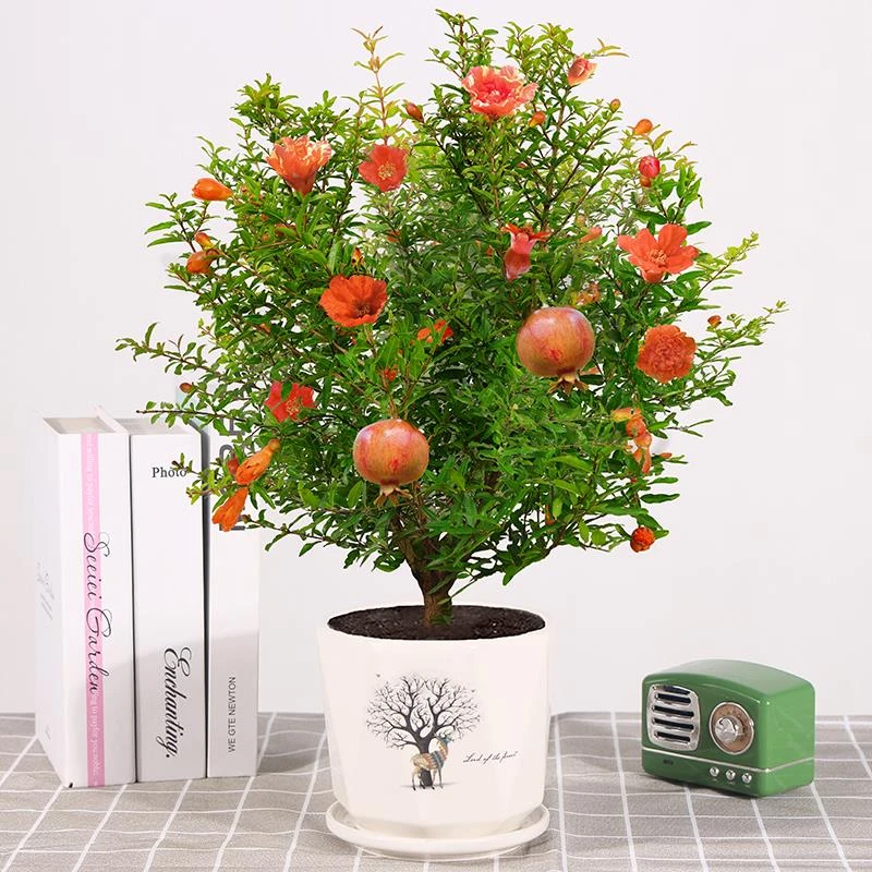 石榴花盆栽带花观赏果树苗室内客厅盆景四季开花庭院植物花卉好养
