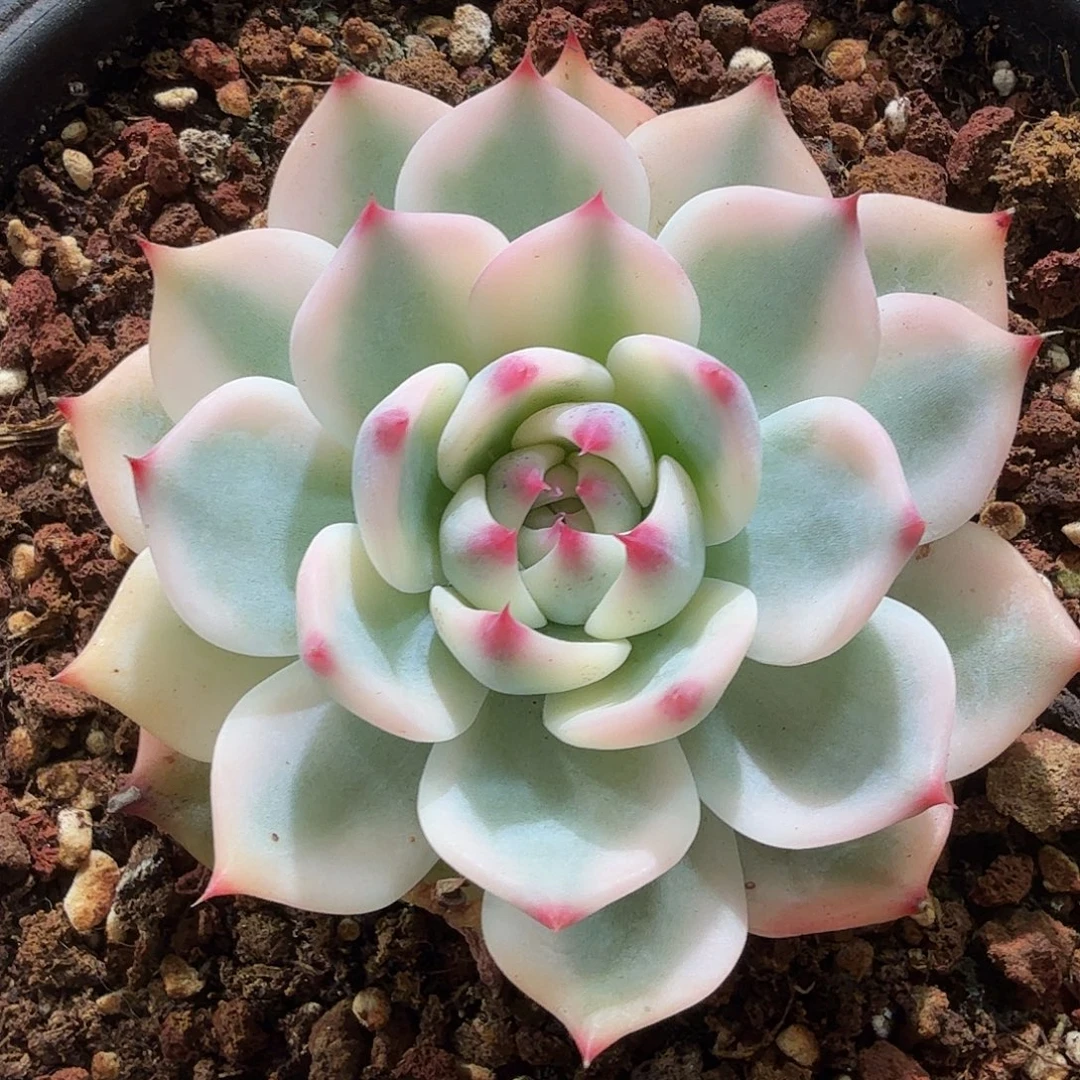 吉娃娃锦，多肉植物