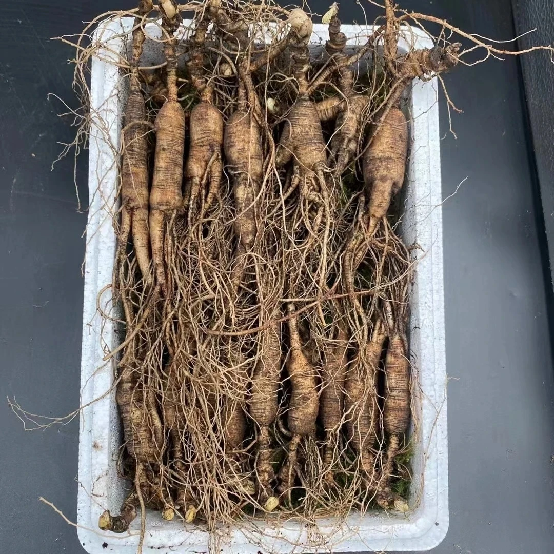 长白山新鲜滋补佳品煲汤泡酒营养特产直发