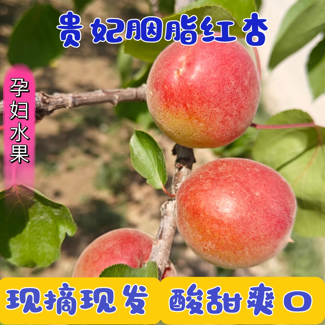 2025贵妃胭脂红杏酸甜口感孕妇杏子水果