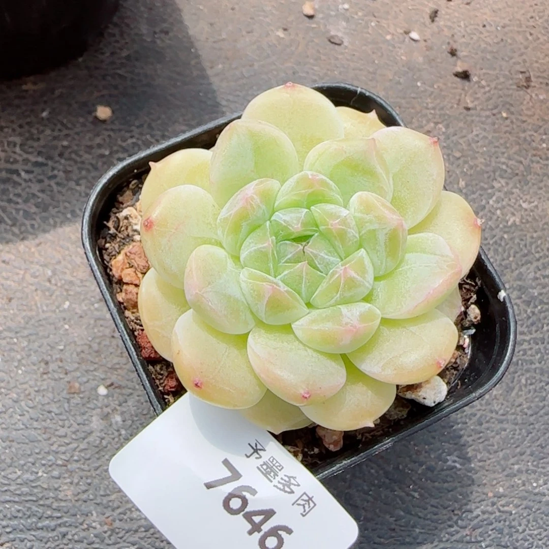 黄冰魄，7646多肉植物