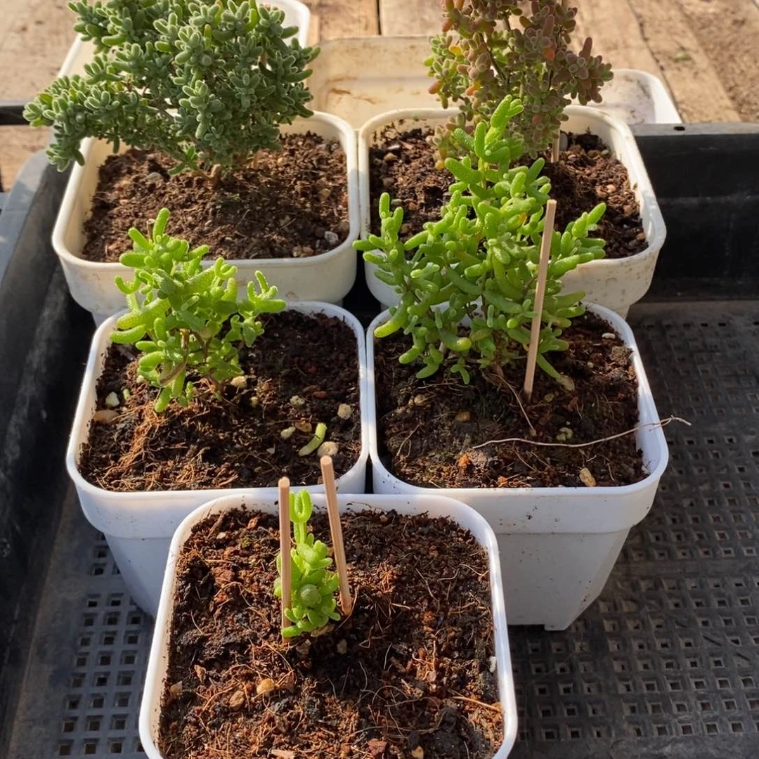 枝干番杏多肉植物123