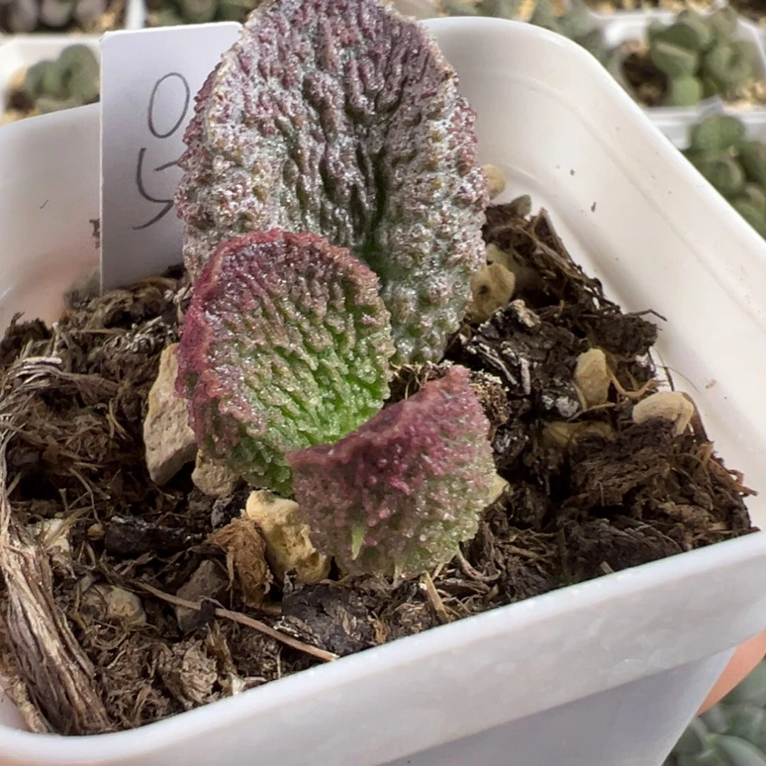 实生新品多肉植物水泡多肉植物水泡