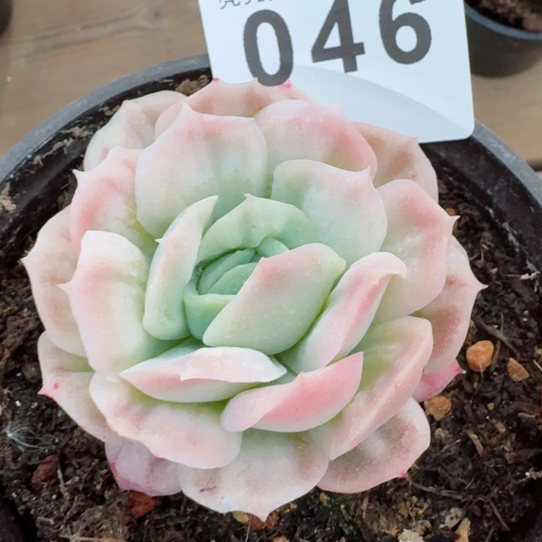 ?**?泡泡纱裙         精品多肉