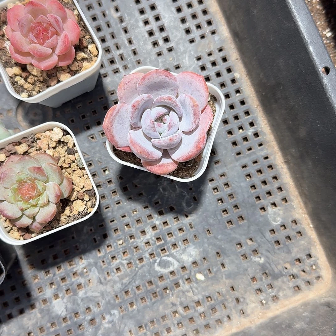 秋一物一拍专拍链接