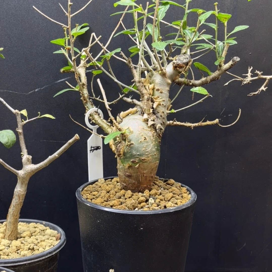 哈比悉尼111111111111111