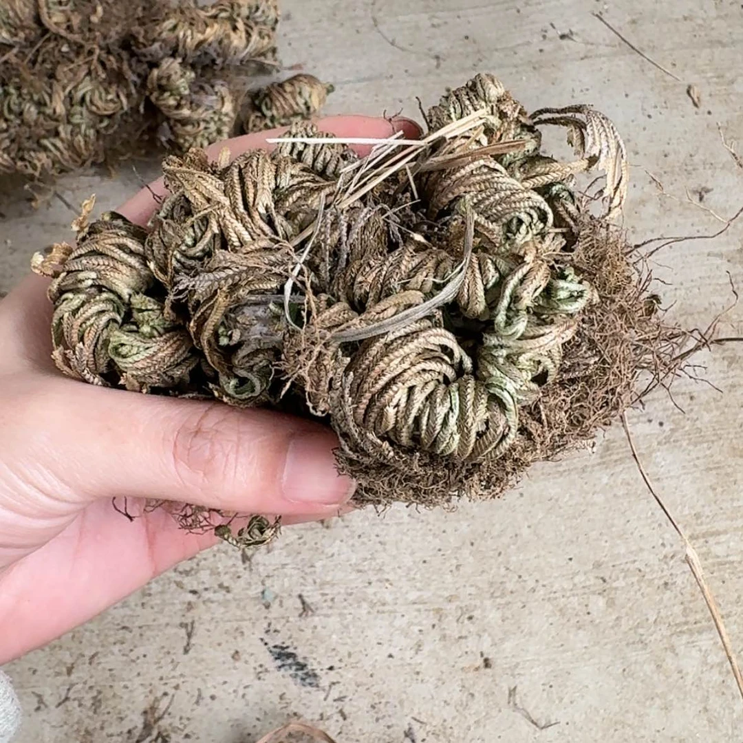 【闪购商品】今****]12哈哈哈哈哈哈哈