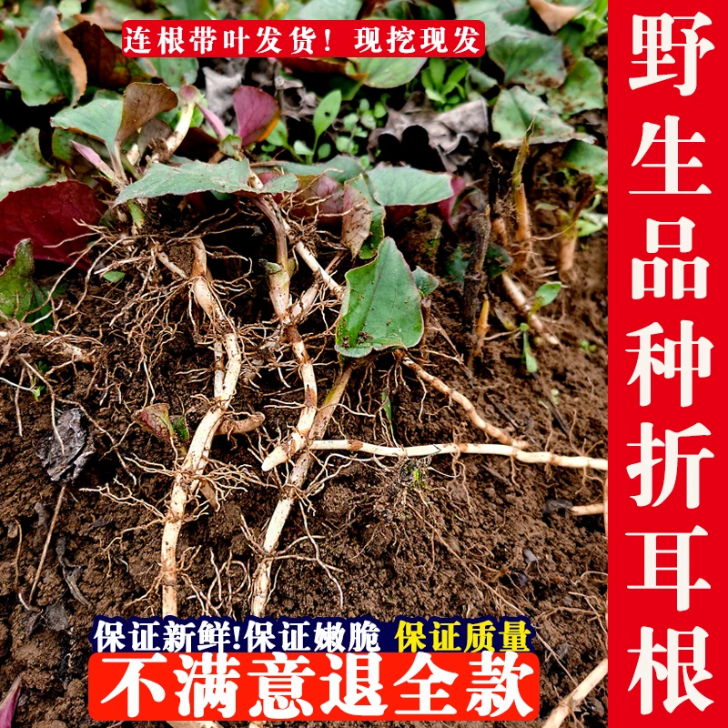 贵州新鲜蔬菜现挖扎耳根带叶子嫩芽凉拌下饭菜1-5斤