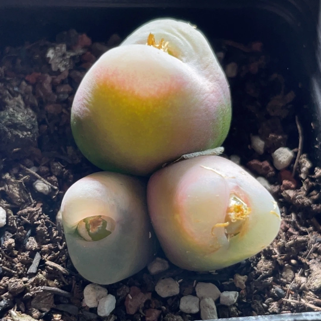 2倍距离拍的～尺寸3.7