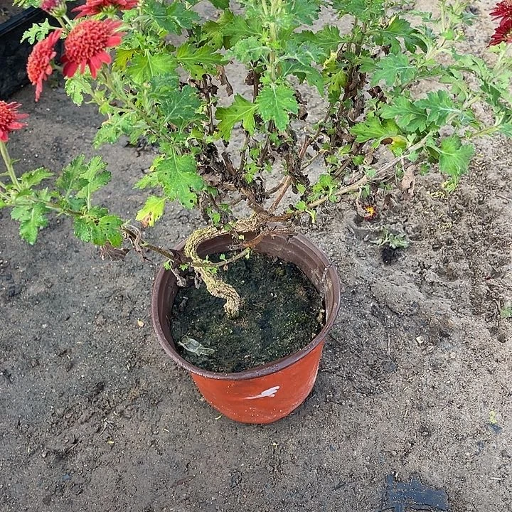 我***狂完全开放30菊花菊花菊花